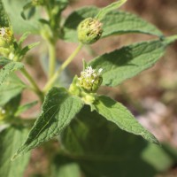 Blainvillea acmella (L.) Philipson